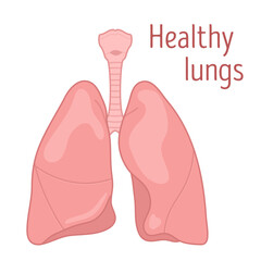 Healthy lungs. Vector illustration.