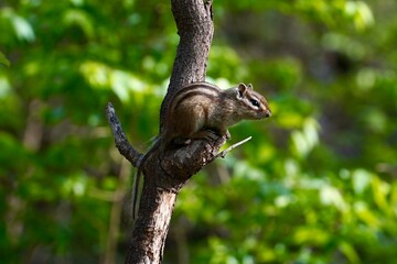 squirrel on a tree