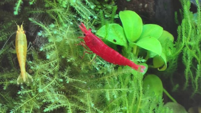 Cherry shrimp in the tank	