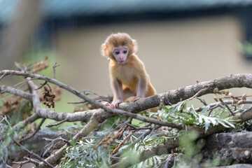 Cute baby monkey playing in the indian forest. 