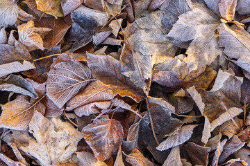 tapis de feuille en hiver, un matin sous le givre, feuilles brunes, png, ressources graphiques