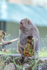 Rhesus macaque (Macaca mulatta) or Indian Monkey in forest with cub.