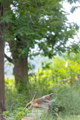 Cute baby monkey playing in the indian forest.	