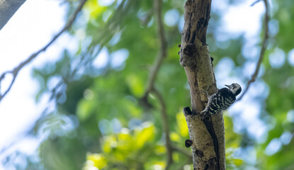 Himalayan woodpecker perching on tree in the forest.