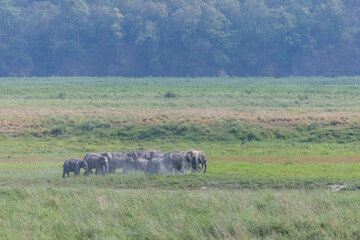 Asiatic elephant (Elephas maximus) at the grassland of forest to eat grass and mud bath.	
