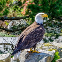 Portrait of a bald eagle (lat. haliaeetus leucocephalus) in Vancouver, Canada.