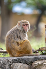 Rhesus macaque (Macaca mulatta) or Indian Monkey in forest with cub.