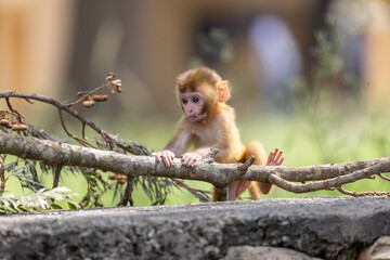 Obraz premium Cute baby monkey playing in the indian forest. 