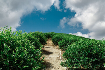 A beautiful scenic pathway that winds through lush green hills under a bright blue sky