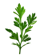 Naklejka premium Illustration branch of parsley 