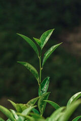 A closeup view showcasing the fresh and vibrant green tea leaves still attached to their stem