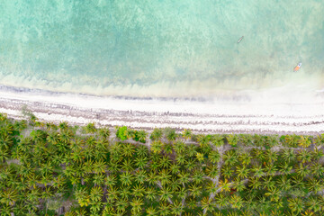 Coconut palm trees plantation on tropical island beach, empty sandy shore with clear shallow turquoise water and fishing boat, aerial view