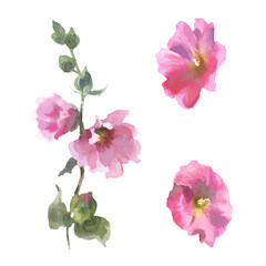 Watercolor drawing mallow flower, Malva sylvestris, hand drawn floral illustration isolated on a white background