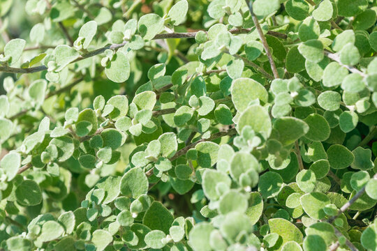 Green leaves of Helichrysum petiolare. the licorice-plant, liquorice plant. silver-bush everlastingflower, trailing dusty miller