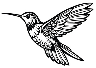 Fototapeta premium hummingbird-on-white-background (1).eps