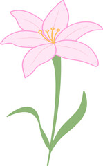 pink lily flower illustration 