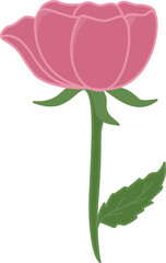 pink rose isolated on white