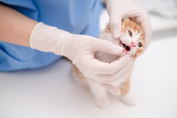 veterinarian examining the teeth of a small kitten