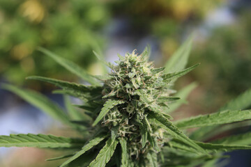 A detailed close-up of a cannabis flower and buds, showing rich green color, dense structure, and trichomes.