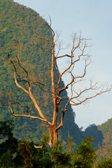 Un tronc d'arbre mort éclairé par le soleil matinal à Khao Sok