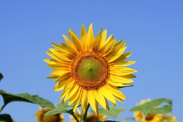 Sunflower.