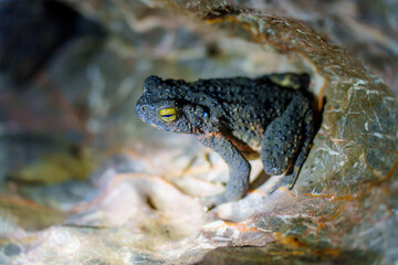 Crapaud au soleil à la sortie de la grotte de Nam Talu