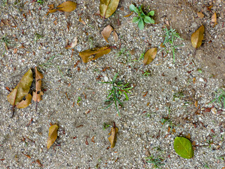 Close-up of natural ground texture with leaves and small stones, perfect for environmental and organic themes.