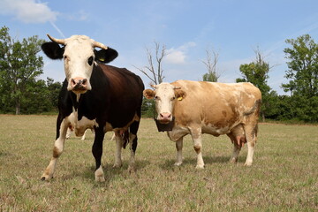 Grazing cow.