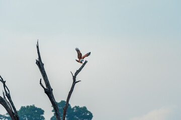 Aigle pêcheur se penchant sur un tronc d'arbre mort à Khao Sok