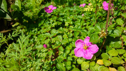 pink flowers in the grass
