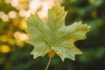 Fototapeta premium green leaves copy space