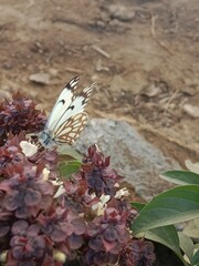 Butterfly on ocimum basilicum flower or butterfly on Basil flower in the garden