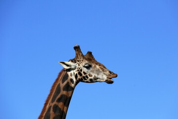 Giraffe portrait