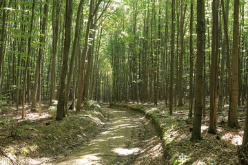 Obraz premium Forest road.