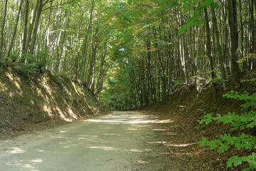 Forest road.