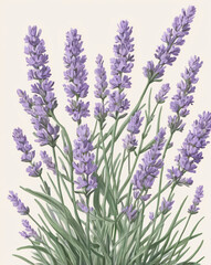 Naklejka premium lavender flower in vector art style, created by generative AI