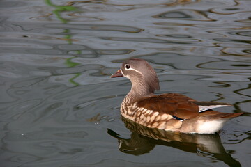 Mandarin Duck Peacefully Floating on Calm Water Surface
