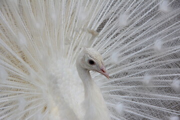Elegant White Peacock Displaying Its Magnificent Feathers