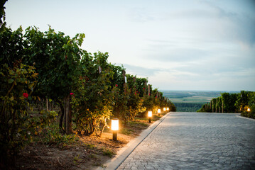 Fototapeta premium A cobbled road lit by small low lamps runs between the vineyards