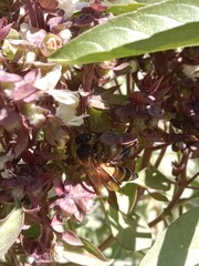 Honey Bee on ocimum basilicum flower or Honey Bee on Basil flower in the garden