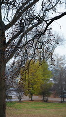 Fototapeta premium The houses view located in the USA town or countryside 