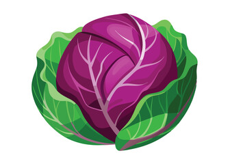 cabbage isolated on white background