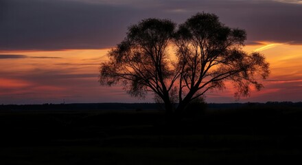 Obraz premium Sunset silhouette of solitary tree vibrant sky