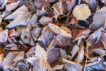 tapis de feuilles variées un matin d'hivers sous le givre, feuilles brunes, png, ressources graphiques