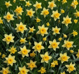 Obraz premium Daffodils arranged in a random pattern amidst a lush green meadow , field, grass