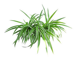 Spider Plant
