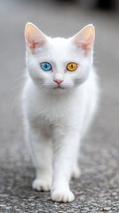 Adorable White Kitten With Odd Colored Eyes Walking