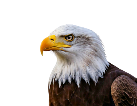 Close-up of fierce bald eagle with sharp features on translucent checkered pattern.