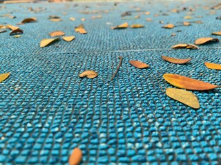yellow leaves on the blue ground, dry leaf in autumn