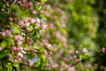 Flowers background on an apple tree branch. Apple (Malus domestica) blossom in spring on the beach meadow. Blurred background. Wallpaper. Selective focus.